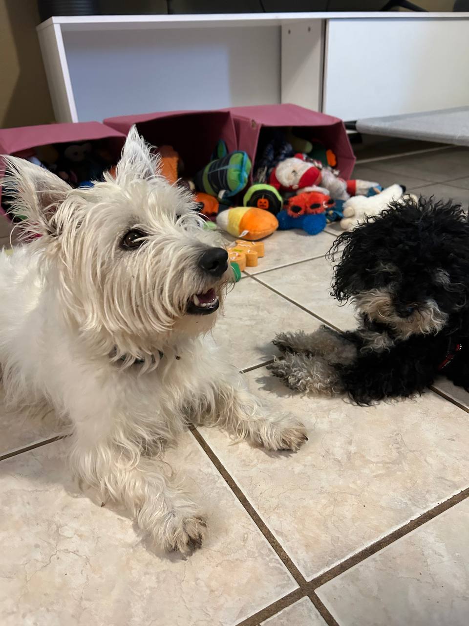 ATX Small Dogs pack moment