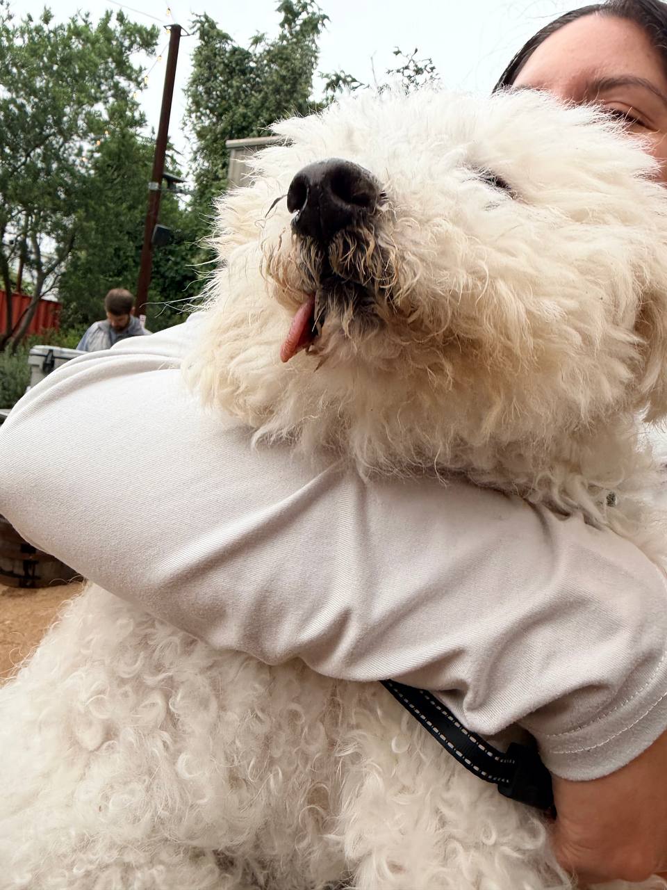 ATX Small Dogs pack moment