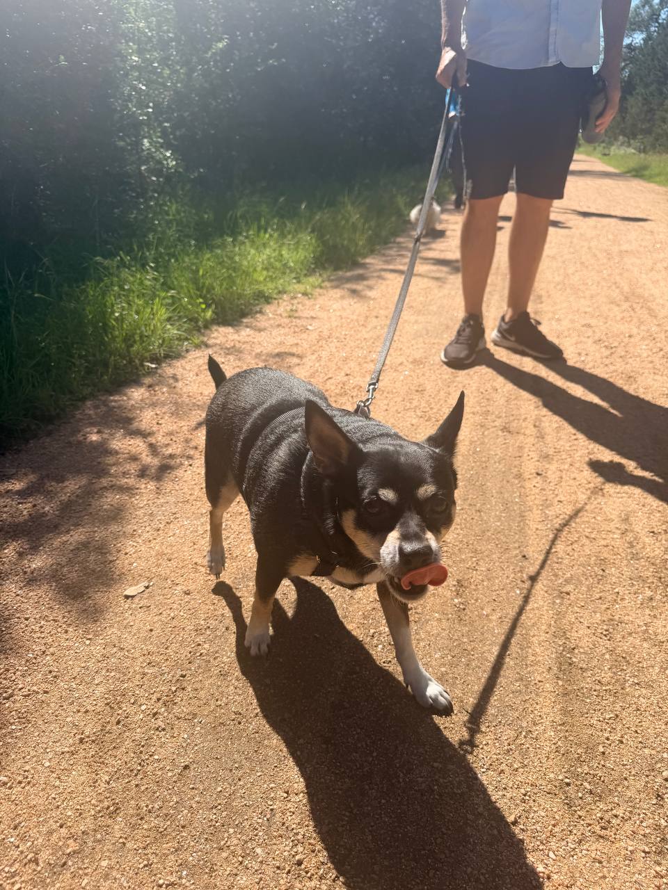 ATX Small Dogs small dog on an ATX trail