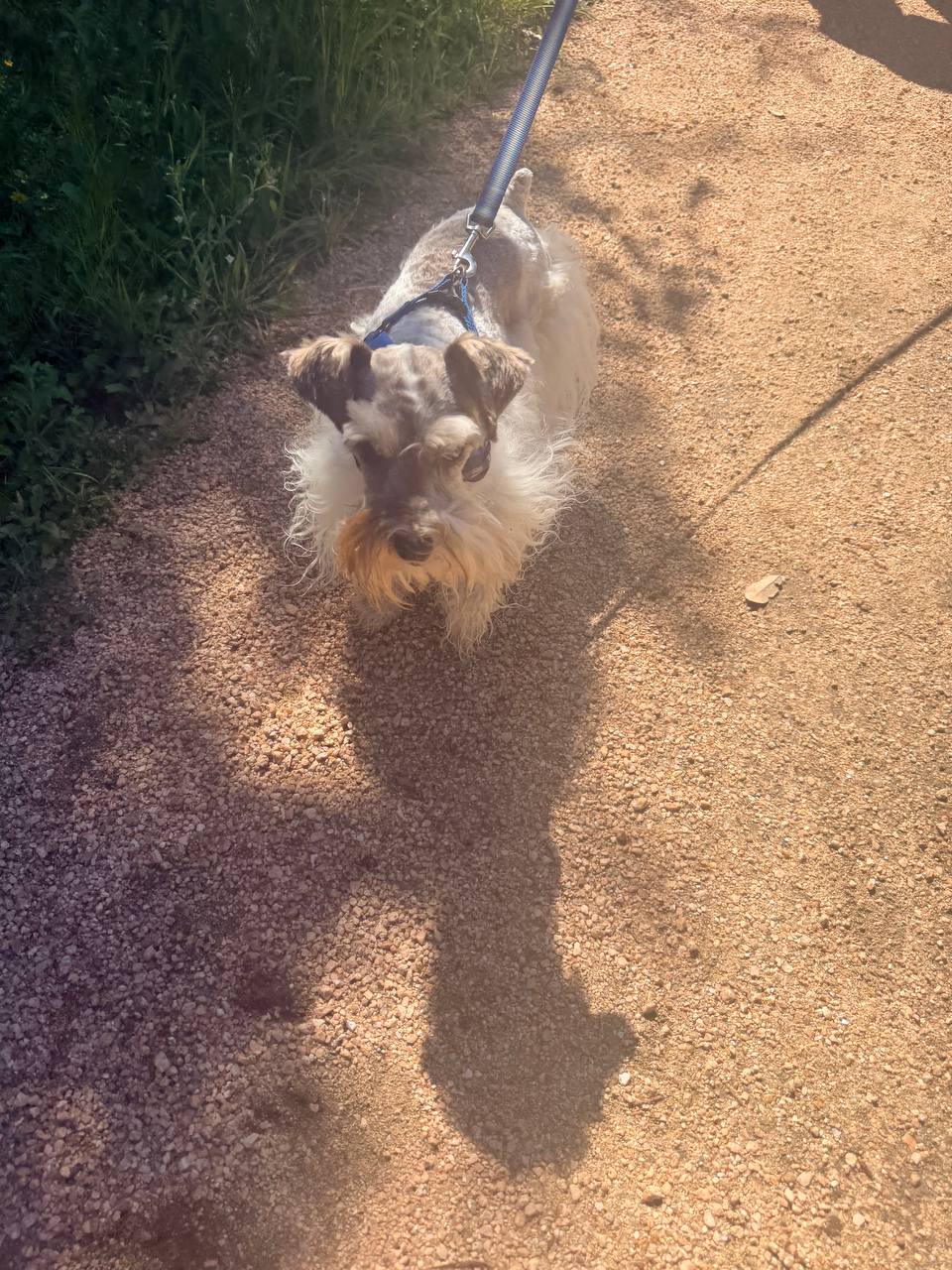 ATX Small Dogs pack moment