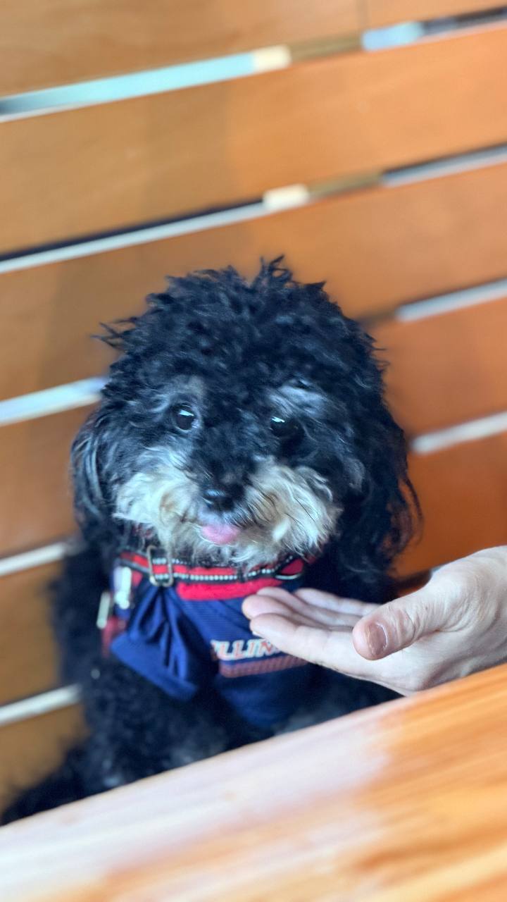 ATX Small Dogs community