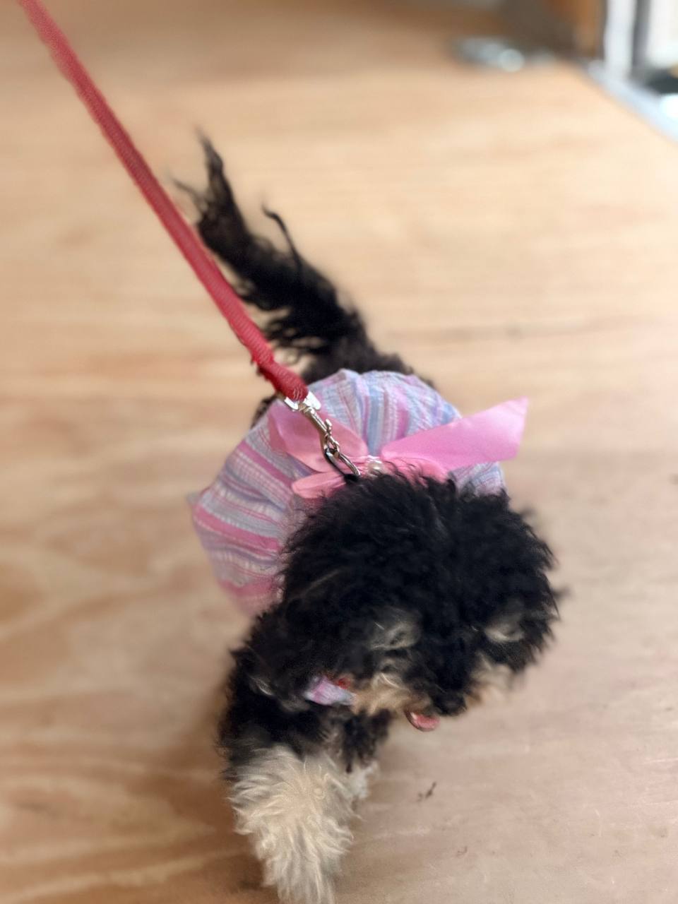 ATX Small Dogs tiny Maltipoo in a pink dress
