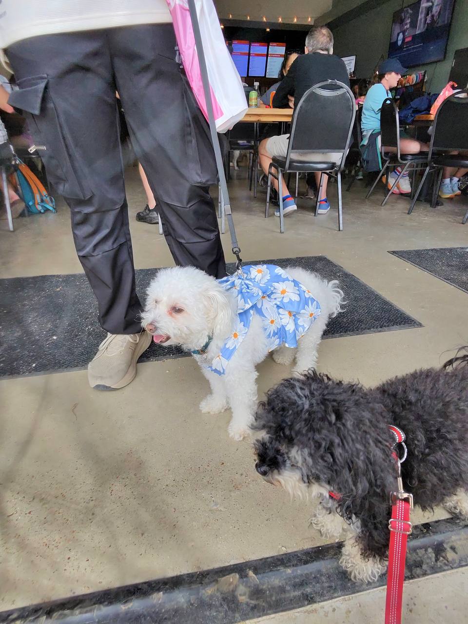ATX Small Dogs pack moment