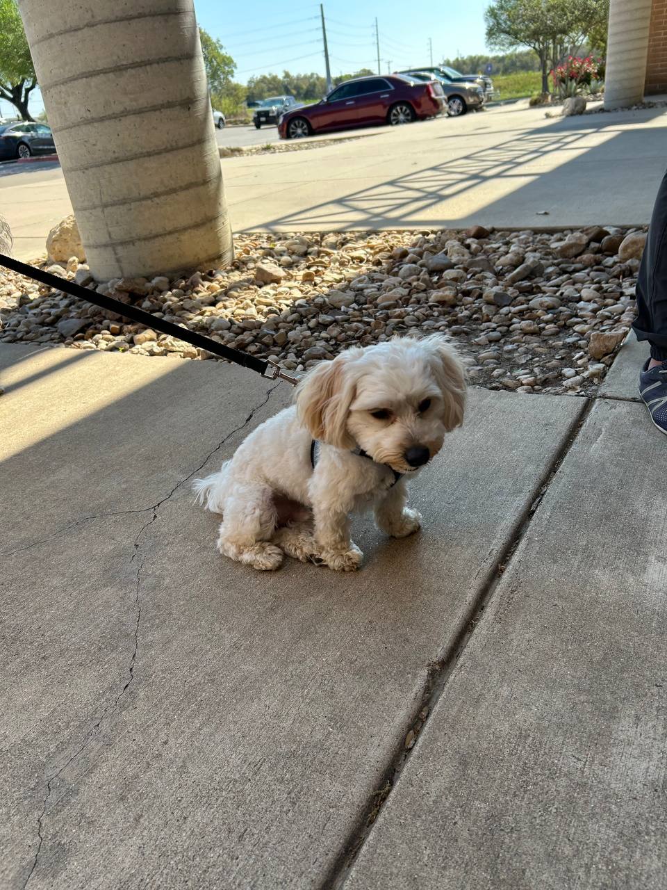 ATX Small Dogs pack moment