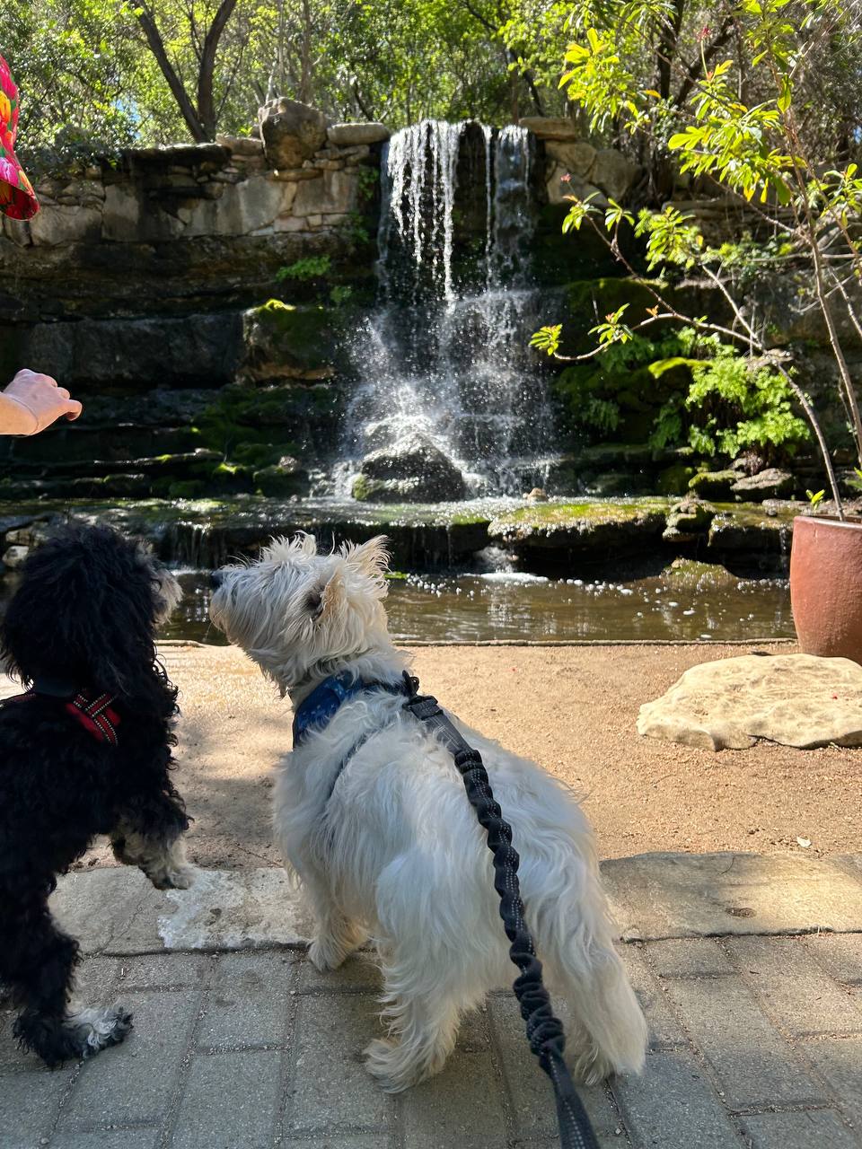 ATX Small Dogs