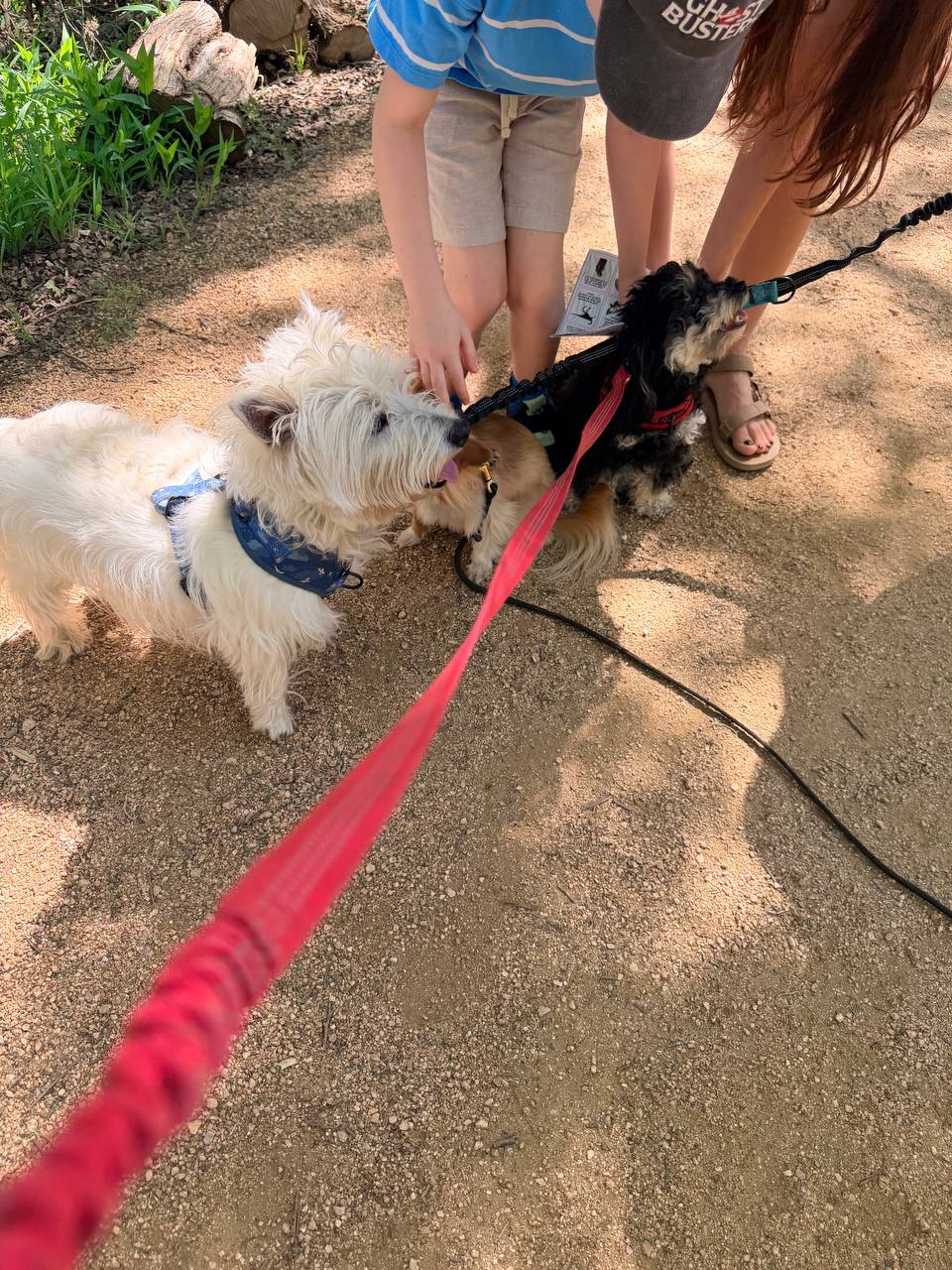ATX Small Dogs pack moment