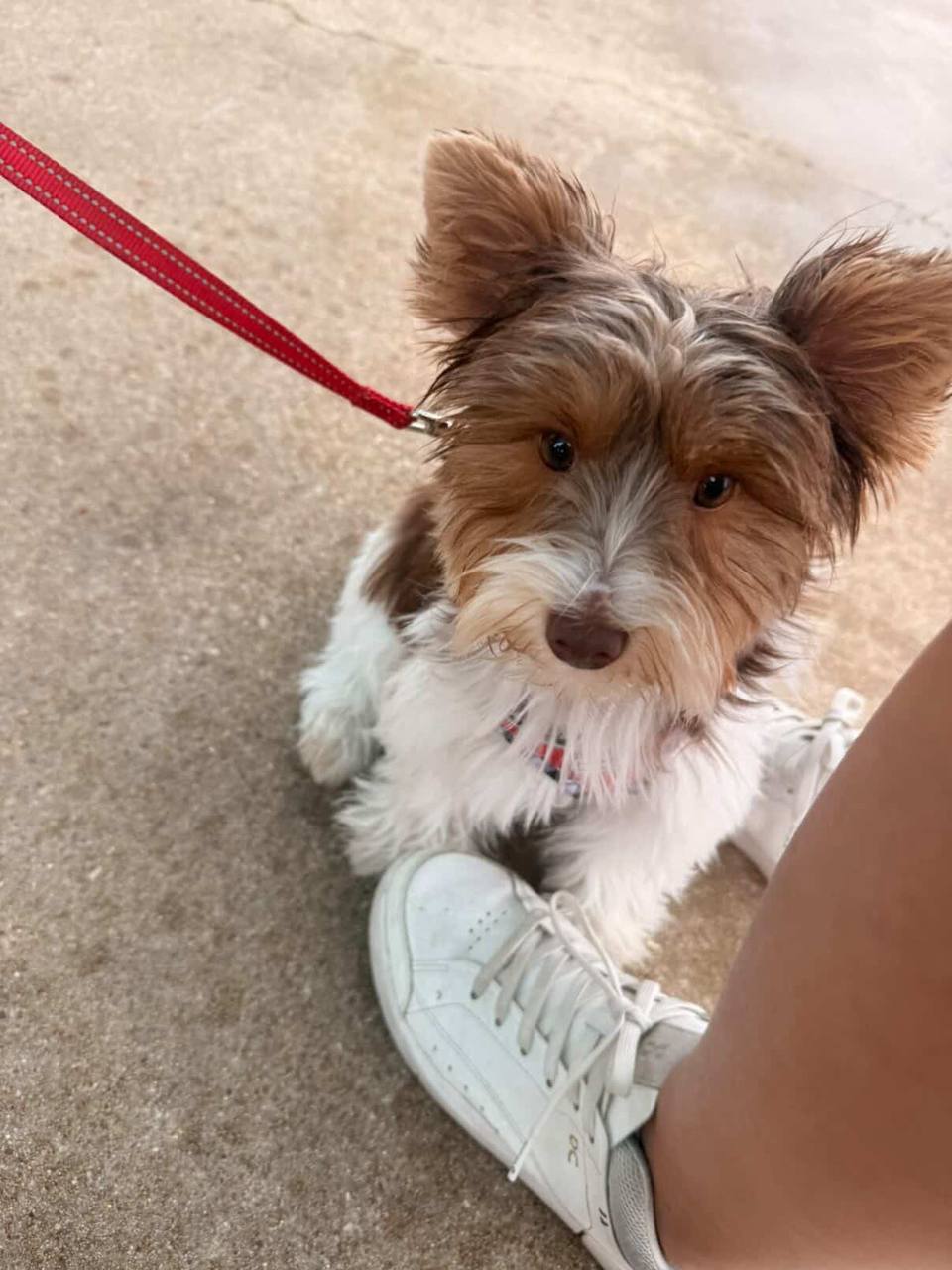 ATX Small Dogs pack moment