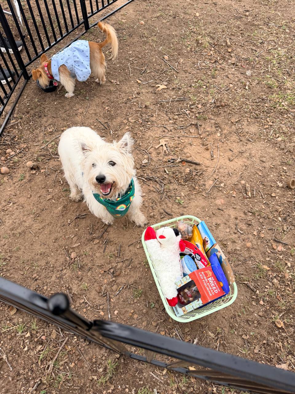 ATX Small Dogs pack moment