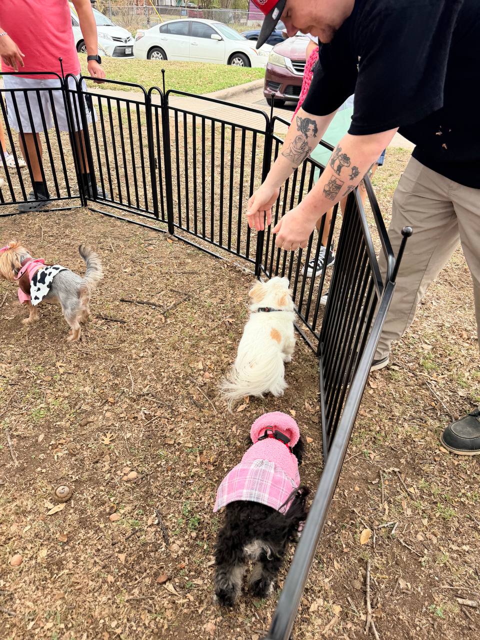 ATX Small Dogs pack moment