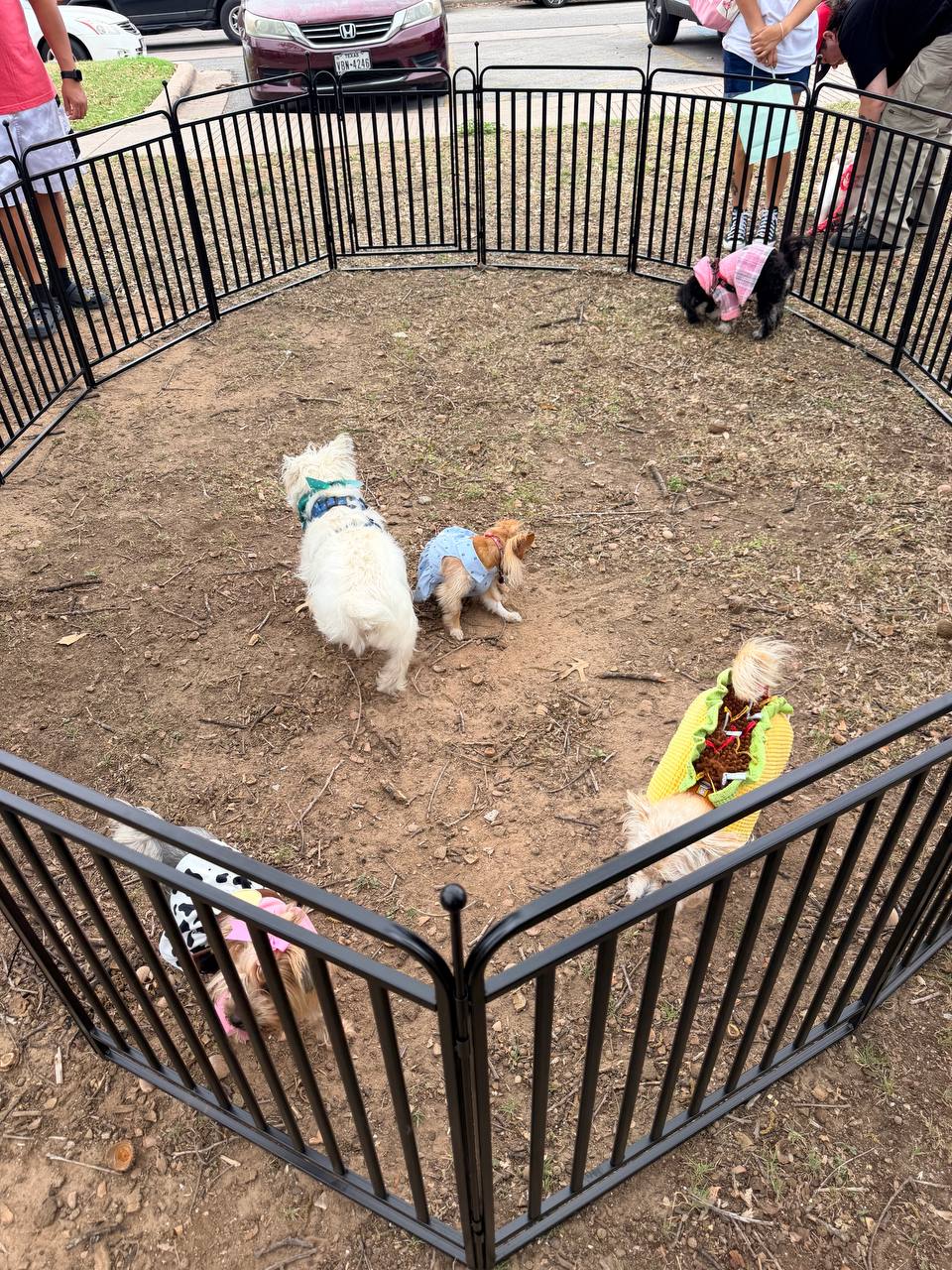 ATX Small Dogs event moment